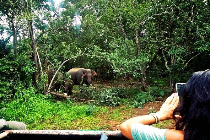 Safari Tour at Minneriya National Park - Final Thoughts: Is It Worth It?