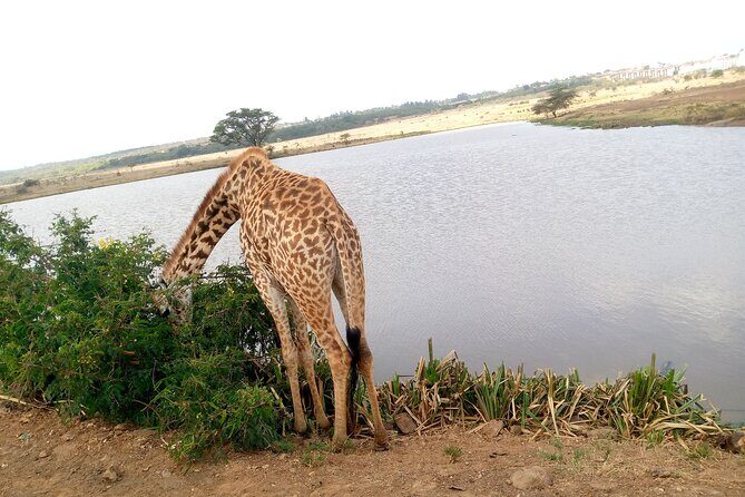 Safari Tour : Nairobi National Park - Key Points