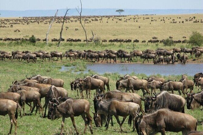 Safari Tour : Nairobi National Park - Authentic Experiences and Feedback from Travelers