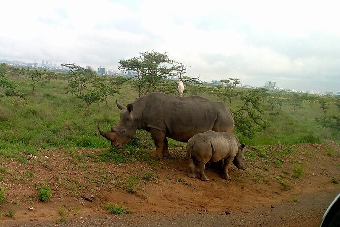 Safari Tour : Nairobi National Park - Who Should Consider This Tour?