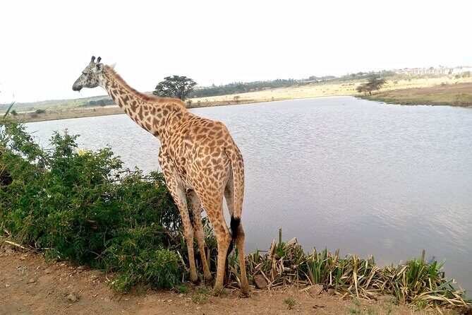 Safari Tour : Nairobi National Park - The Sum Up