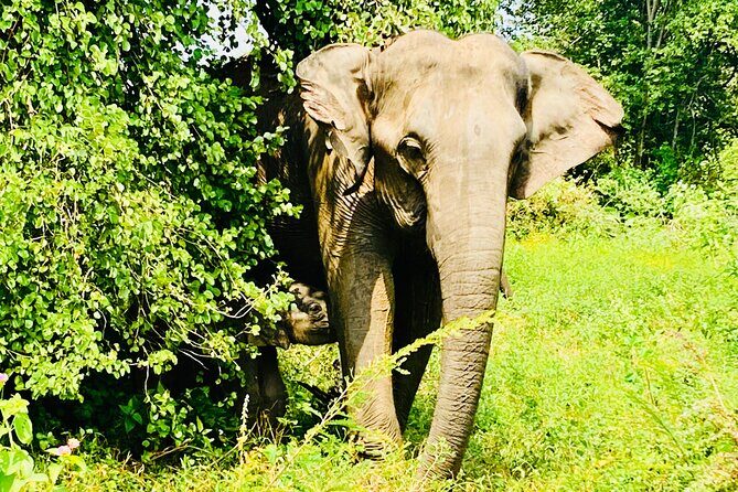 Safari tours in Udawalawa - A Detailed Look at the Udawalawe Safari Tour