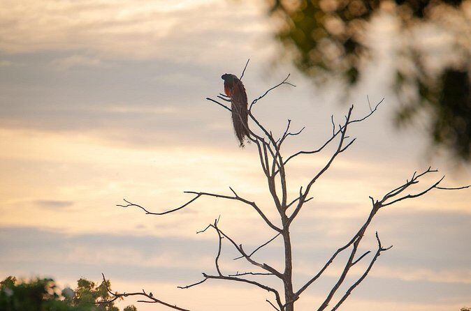 Safari tours in Udawalawa - What to Expect on Your Udawalawe Safari