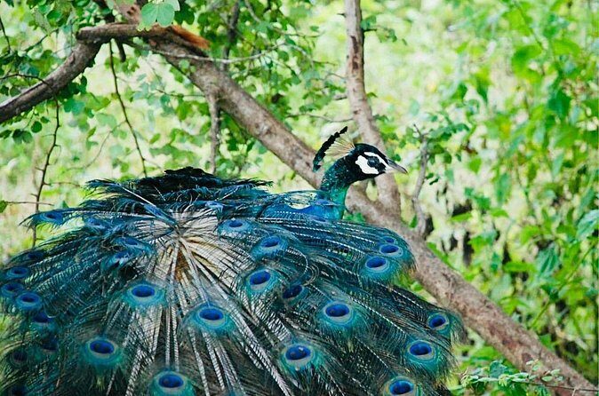 Safari tours in Udawalawa - The Value of a Short but Sweet Safari