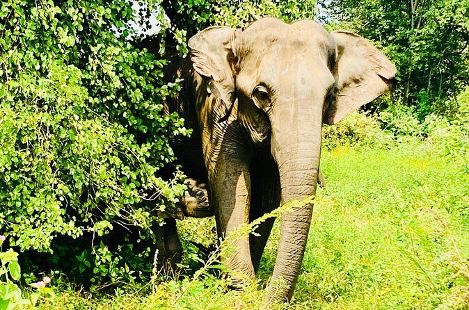 Safari tours in Udawalawa - Who Would Love This Tour