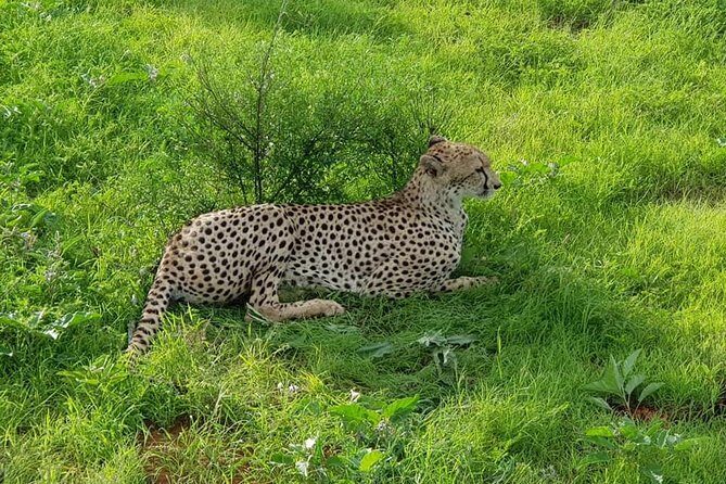 Safari-Tsavo east national park -2 days 1 night - Day 2: Early Morning Wildlife Watching and Return