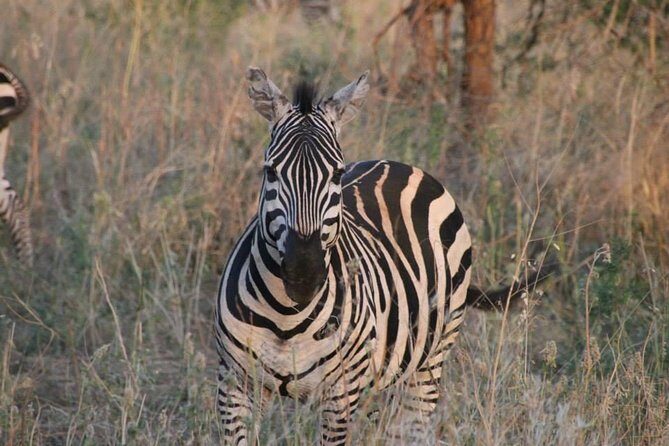 Safari-Tsavo east national park -2 days 1 night - Practical Considerations