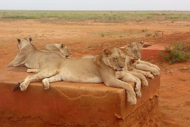 Safari-Tsavo east national park -2 days 1 night - Real Traveler Insights from Reviews