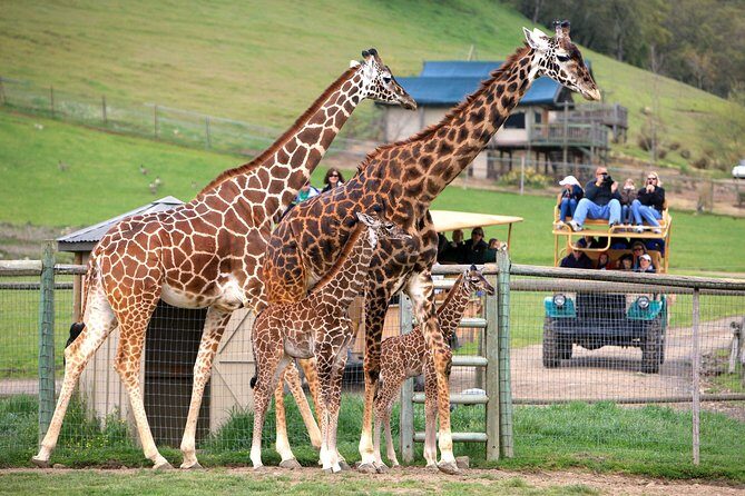 Safari West Sonoma Adventure Tour - Key Points