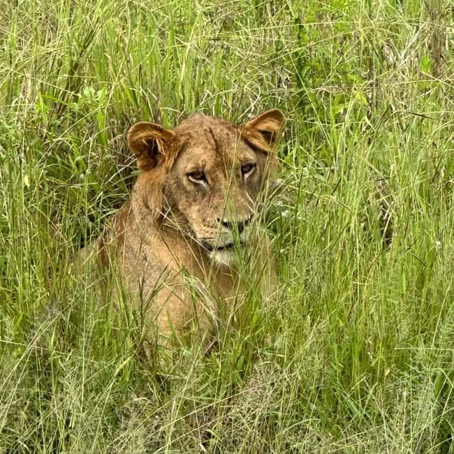 SAFARI WILDLIFE 3 DAYS 2 NIGHT FROM ZANZIBAR TO MIKUMI - Key Points
