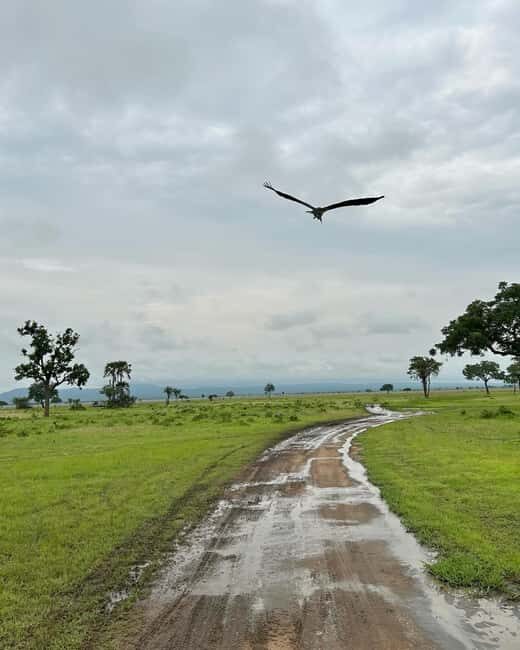 SAFARI WILDLIFE 3 DAYS 2 NIGHT FROM ZANZIBAR TO MIKUMI - Introduction: What to Expect from the Safari Tour
