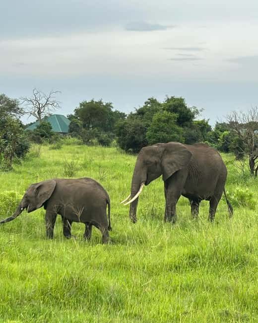 SAFARI WILDLIFE 3 DAYS 2 NIGHT FROM ZANZIBAR TO MIKUMI - What Travelers Love About This Safari