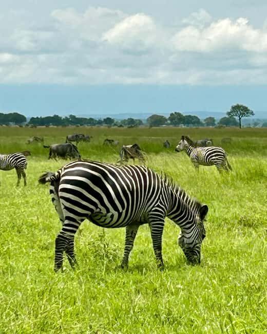 SAFARI WILDLIFE 3 DAYS 2 NIGHT FROM ZANZIBAR TO MIKUMI - Some Downsides and Considerations