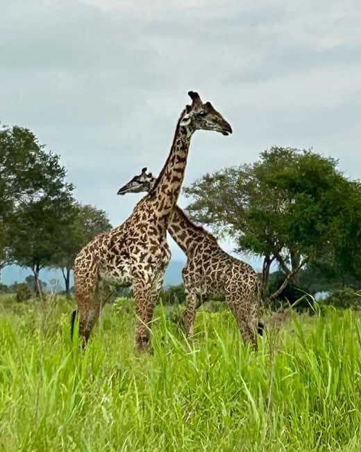 SAFARI WILDLIFE 3 DAYS 2 NIGHT FROM ZANZIBAR TO MIKUMI - Wildlife and Cultural Experiences