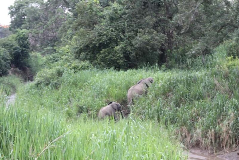 SAFARI WILDLIFE 3 DAYS 2 NIGHT FROM ZANZIBAR TO MIKUMI - Value for Money and Overall Impression