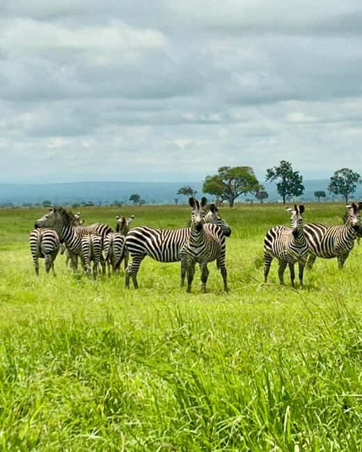 SAFARI WILDLIFE 3 DAYS 2 NIGHT FROM ZANZIBAR TO MIKUMI - Who This Tour Is Best For