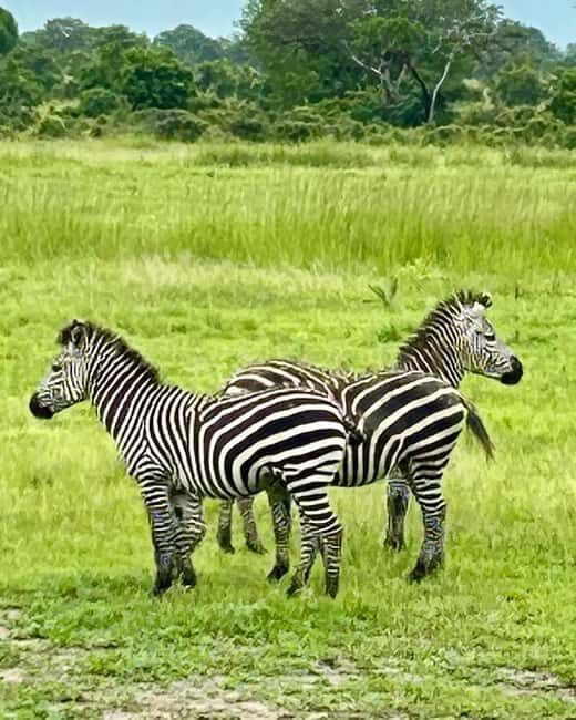 SAFARI WILDLIFE 3 DAYS 2 NIGHT FROM ZANZIBAR TO MIKUMI - The Sum Up: Who Should Consider This Safari?