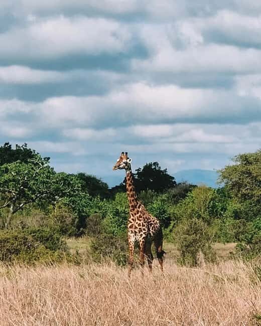 SAFARI WILDLIFE 3 DAYS 2 NIGHT FROM ZANZIBAR TO MIKUMI - The Journey Begins: Zanzibar to Mikumi
