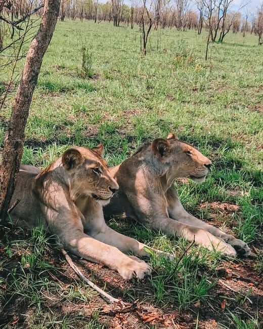 SAFARI WILDLIFE 3 DAYS 2 NIGHT FROM ZANZIBAR TO MIKUMI - Days in the Park: What to Expect