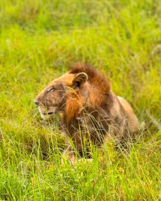 SAFARI WILDLIFE 3 DAYS 2 NIGHT FROM ZANZIBAR TO MIKUMI - Who Would Benefit Most from This Safari?
