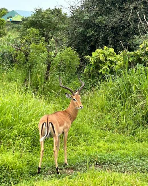 SAFARI WILDLIFE 3 DAYS 2 NIGHT FROM ZANZIBAR TO MIKUMI - Final Thoughts