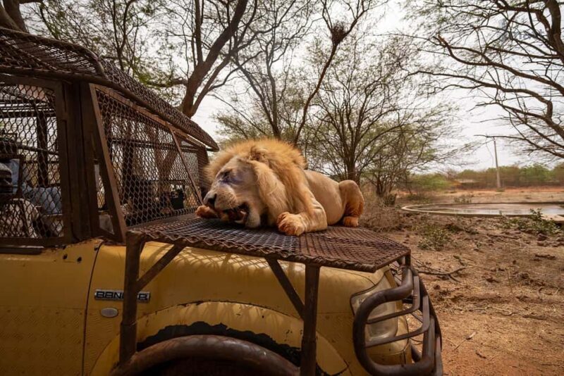 Safari with Lions and Bandia Reserve Game Drive - Key Points