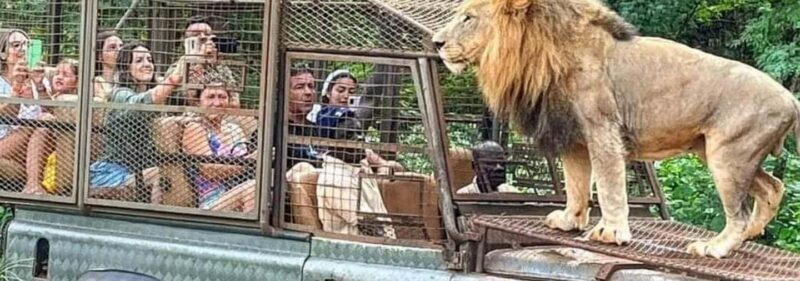 Safari with Lions and Bandia Reserve Game Drive - An Authentic Safari Experience in Thies, Senegal