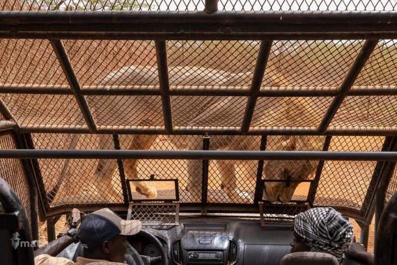 Safari with Lions and Bandia Reserve Game Drive - The Sum Up