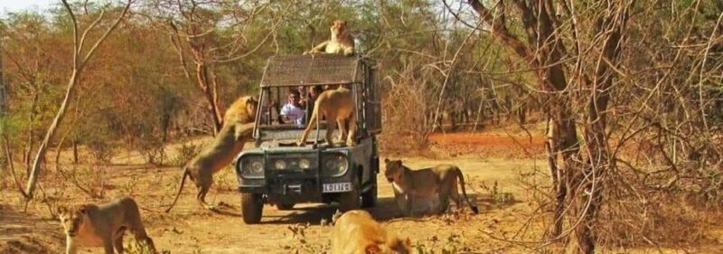 Safari with Lions and Bandia Reserve Game Drive - FAQ