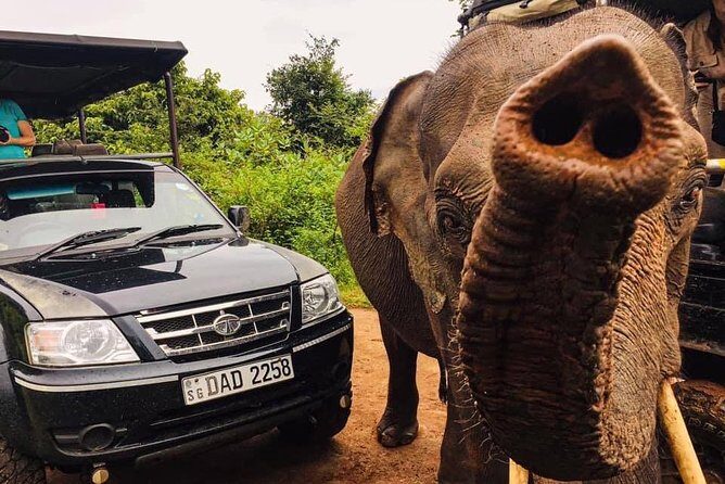 Safari with Sheran Udawalawe National Park - Authentic Insights from Reviews
