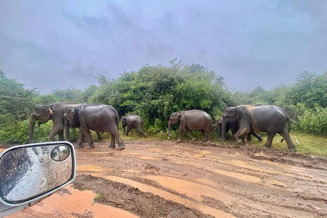 Safari with Sheran Udawalawe National Park - Who Should Consider This Safari?