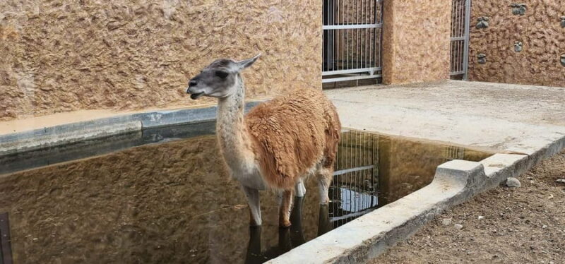 Safari World Zoo and Wahiba Sands with Sunset - Practical Tips for Travelers