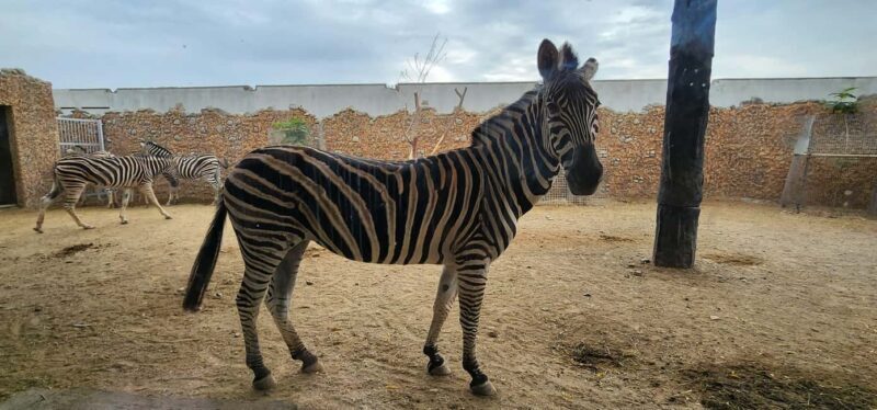 Safari World Zoo and Wahiba Sands with Sunset - Final Thoughts