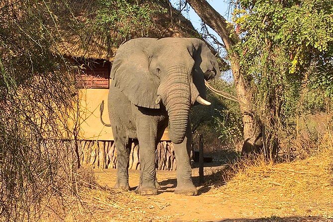SAFARI - Zakouma National Park - What’s Included and What’s Not?