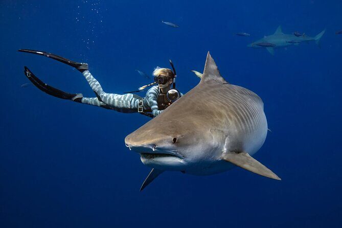 Safe and Educational Shark Dive from Haleiwa: Sharks Guaranteed - An In-Depth Look at the Experience
