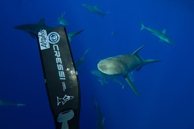 Safe and Educational Shark Dive from Haleiwa: Sharks Guaranteed - FAQ