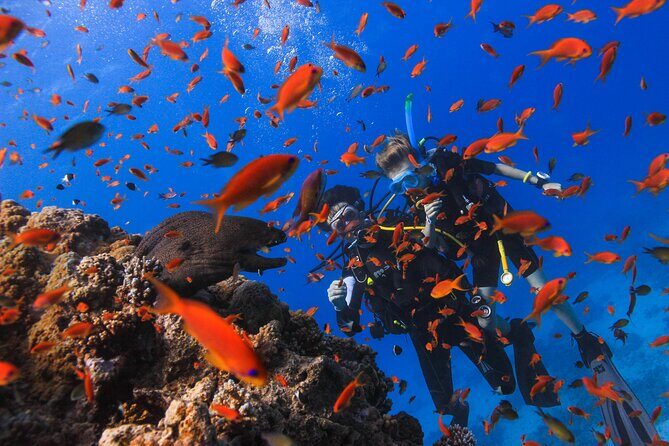 Safe Try dive-Personal instructor, 1:1 experience, Top boat - What’s the Real Value?