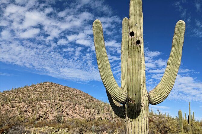 Saguaro National Park Self-Guided Audio Tour - What Travelers Love and What to Consider