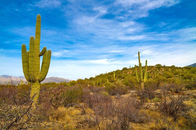 Saguaro National Park Self-Guided Driving Audio Tour - What Travelers Say