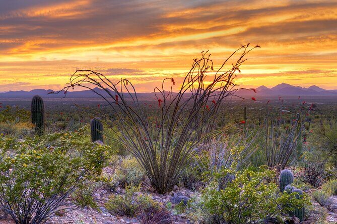 Saguaro National Park Self-Guided Driving Audio Tour - The Practical Value