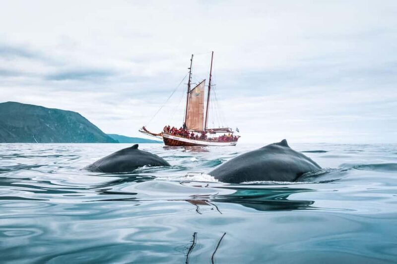 Sailing and Whale Watching in East Coast Sri Lanka! - Key Points