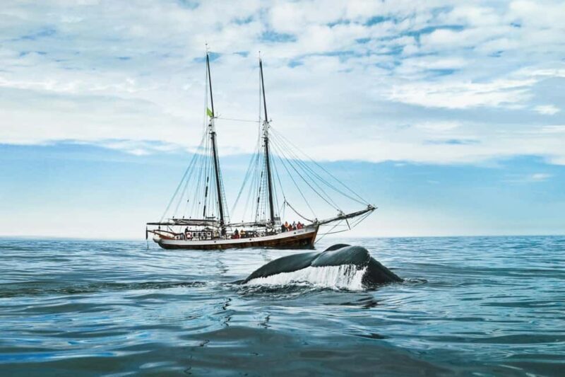 Sailing and Whale Watching in East Coast Sri Lanka! - The Sum Up