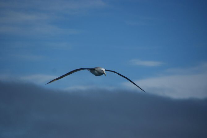 Sailing and Wildlife Tour Akaroa Fox II Sailing - The Experience: What You Can Expect