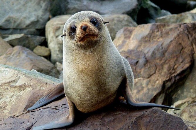 Sailing and Wildlife Tour Akaroa Fox II Sailing - Practical Details and Value