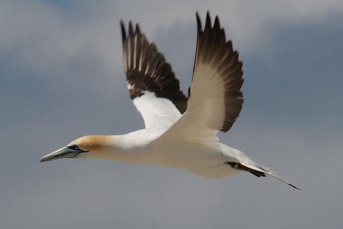 Sailing and Wildlife Tour Akaroa Fox II Sailing - Final Thoughts: Who Will Love This Tour?