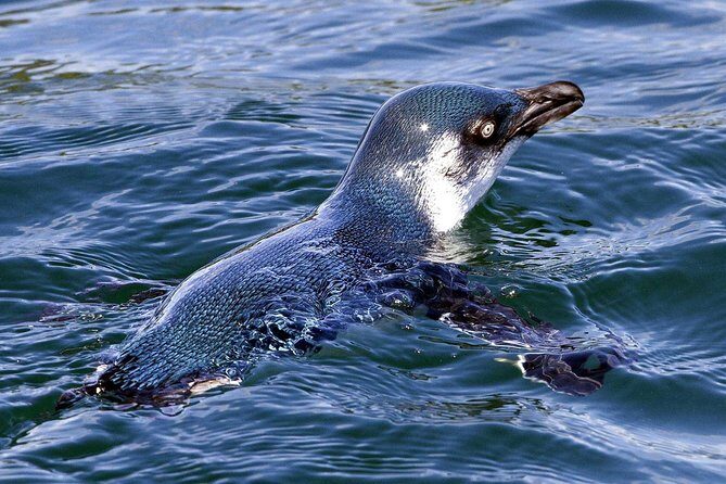 Sailing and Wildlife Tour Akaroa Fox II Sailing - Frequently Asked Questions (FAQs)