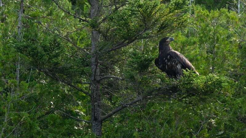 Saint John River: River Relics Kayak Tour - Authentic Experiences and Unmatched Value