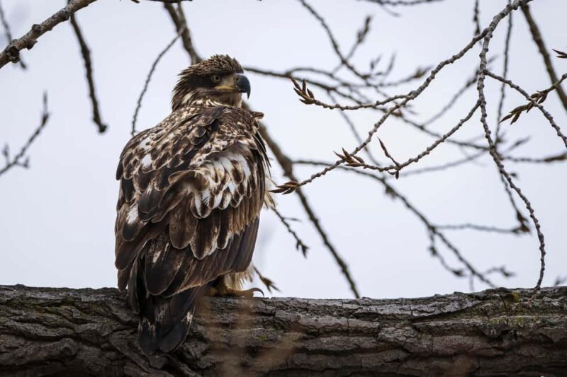 Saint Joseph: Missouri Eagle Waterfowl Photography Tour - Key Points