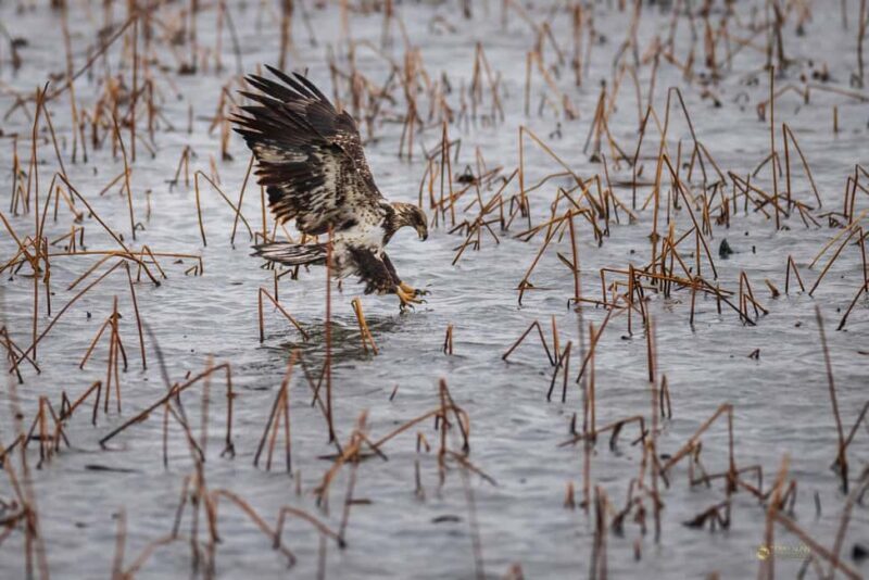 Saint Joseph: Missouri Eagle Waterfowl Photography Tour - An In-Depth Look at the Missouri Waterfowl Photography Tour