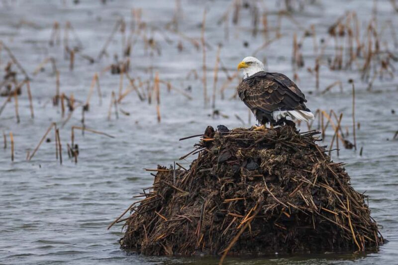 Saint Joseph: Missouri Eagle Waterfowl Photography Tour - The Sum Up